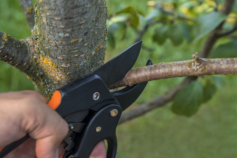 Branches Pruning in Reno, NV