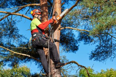 Commercial Tree Trimming in Doylestown, PA