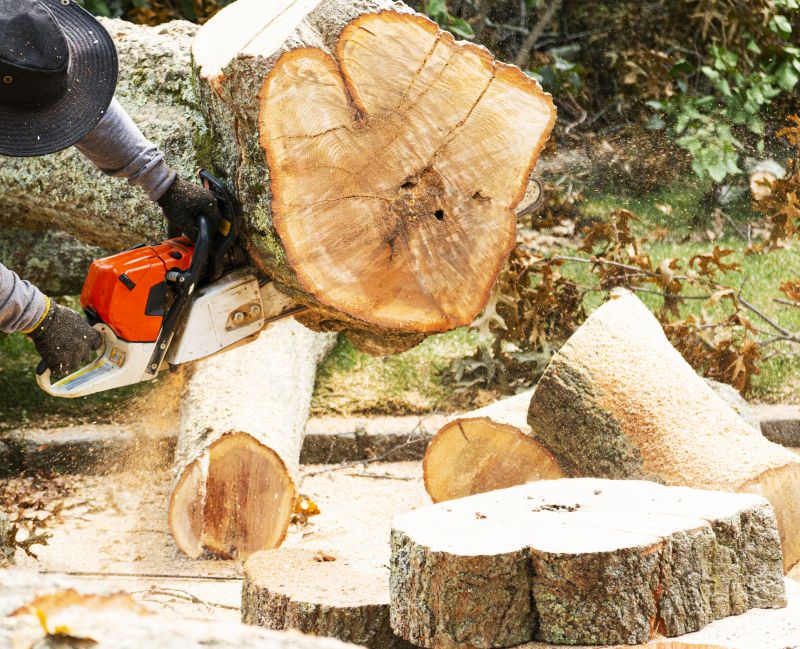Cypress Tree Removal in Doylestown, PA