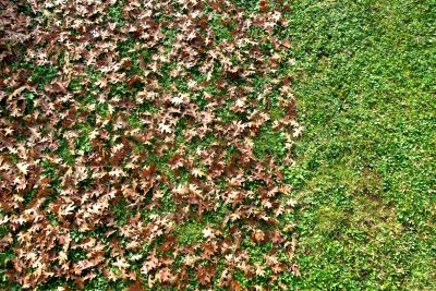 Fall Leaf Mulching