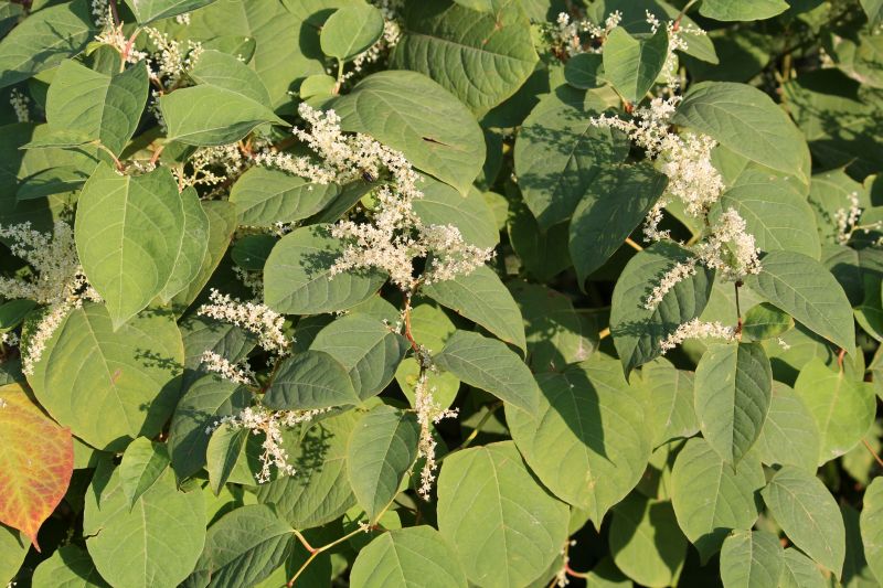 Knotweed Infestation Area