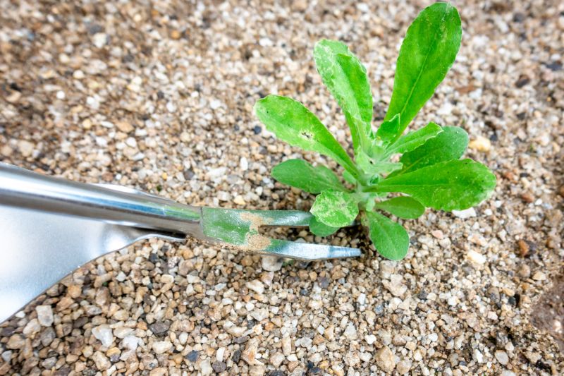 Knotweed Removal Equipment