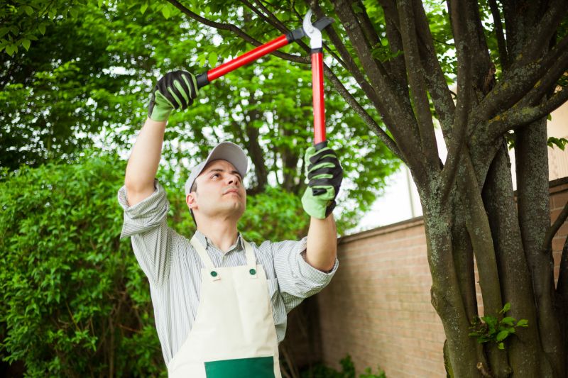 Oak Tree Pruning in Doylestown, PA