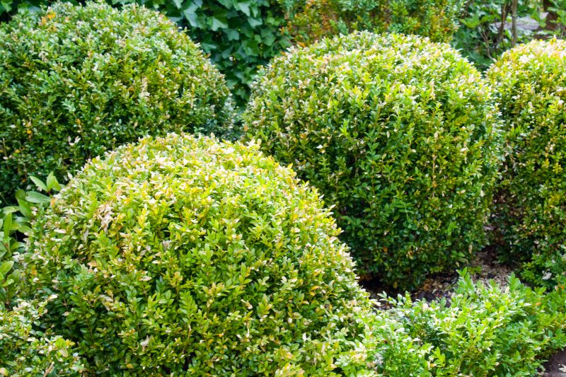 Close-up of Trimmed Shrubs