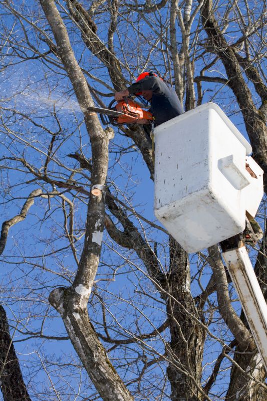 Tree Branch Cutting in Doylestown, PA