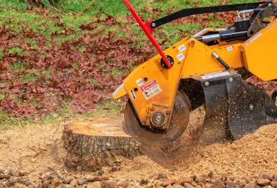 Tree Trunk Removal in Waldorf, MD