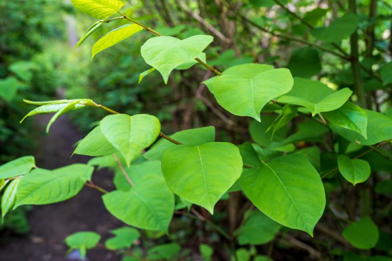 Safe Disposal of Invasive Plants