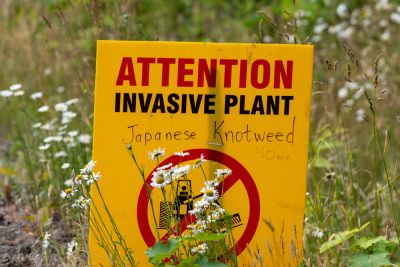 Get Professional Knotweed Removal Services