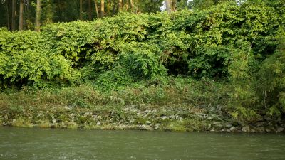 Knotweed Can Affect Buildings and Sewer Systems