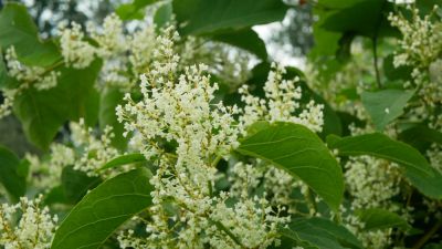 Knotweed is Highly Invasive