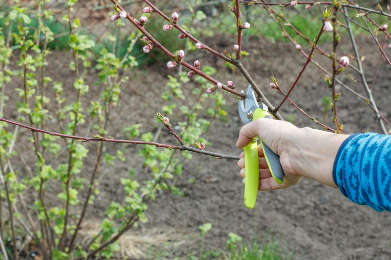 Magnolia Tree Pruning in San Jose, CA